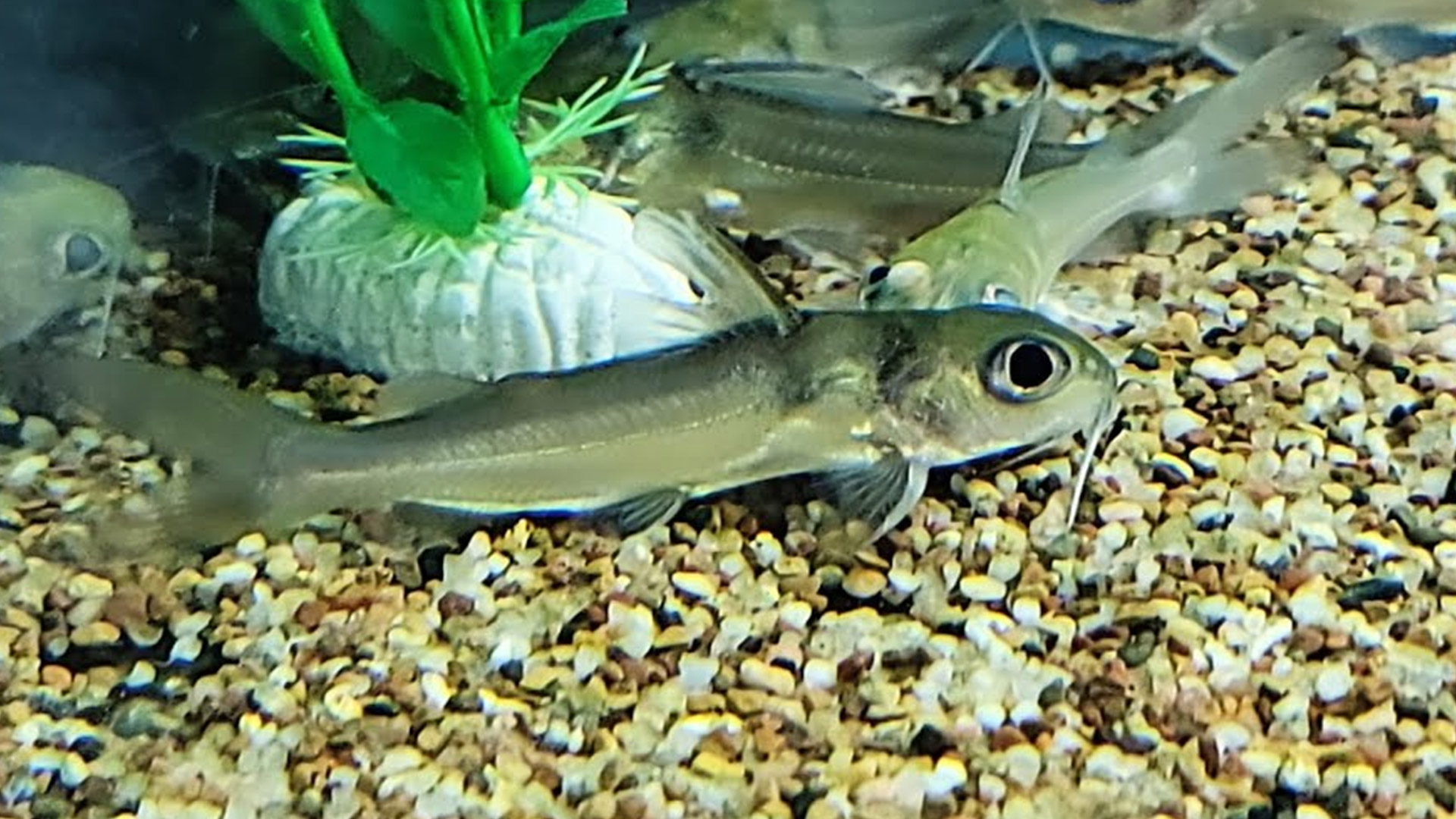 ALUMINIUM-CATFISH