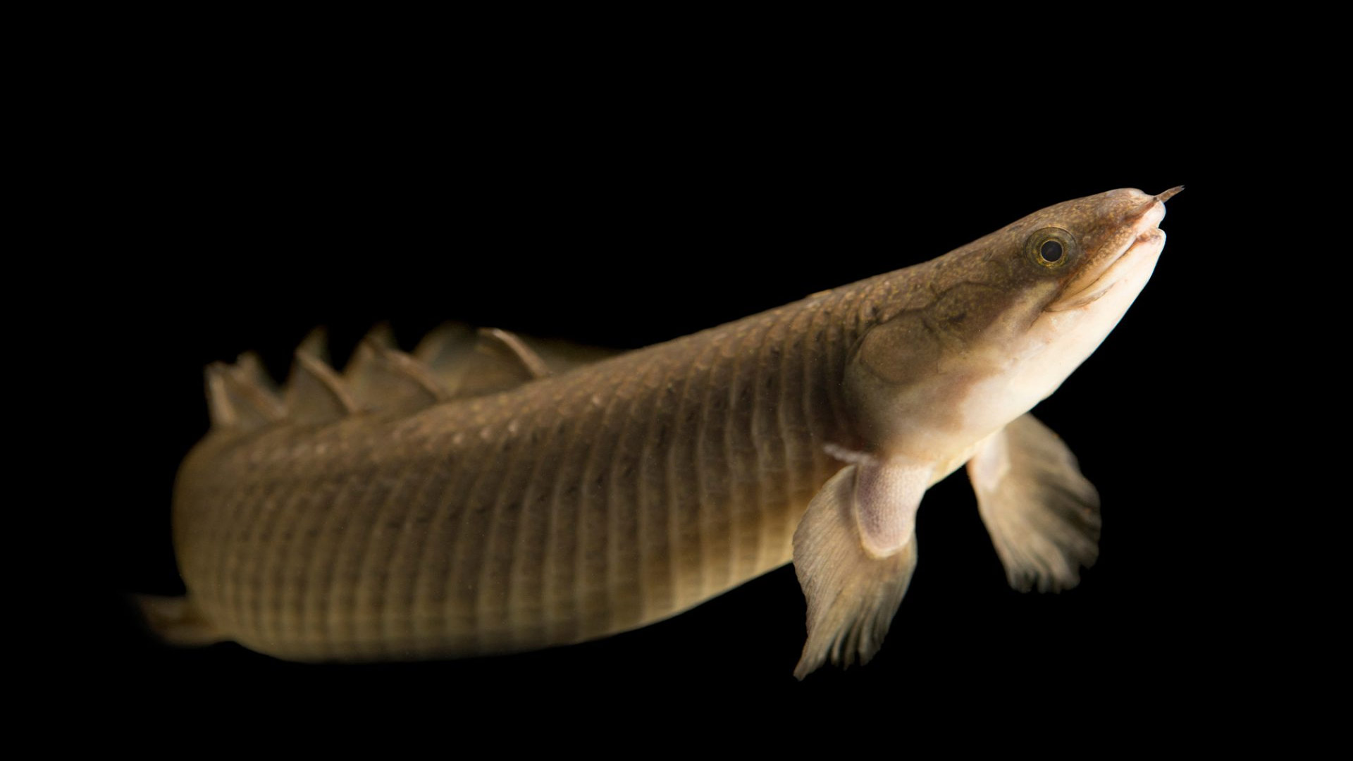 POLYPTERUS-SENEGALUS